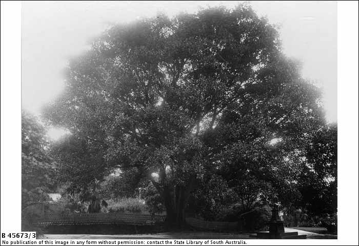 B45673_3_Adelaide_Botanic_Gardens