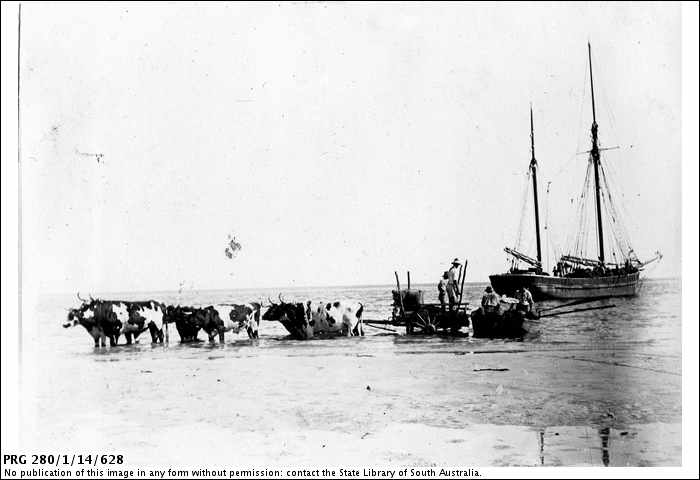 PRG280_1_14_628_bullocks_cart_in_sea